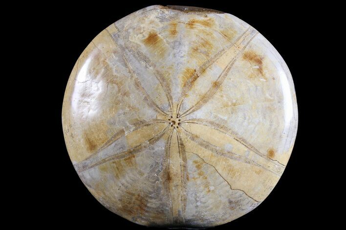 Bargain, Polished Fossil Sand Dollar (Mepygurus) - Jurassic #77038